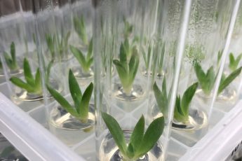 C_Dudleya.sterilization