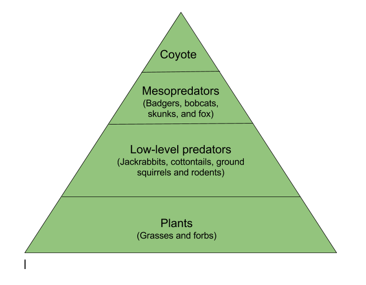 Environmental Design for Arizona Coyotes – Splinter