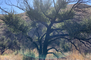 Chen-Lyuyi_Lyuyis-blog-post-figure-1