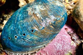 Gardner_Living_BlackAbalone
