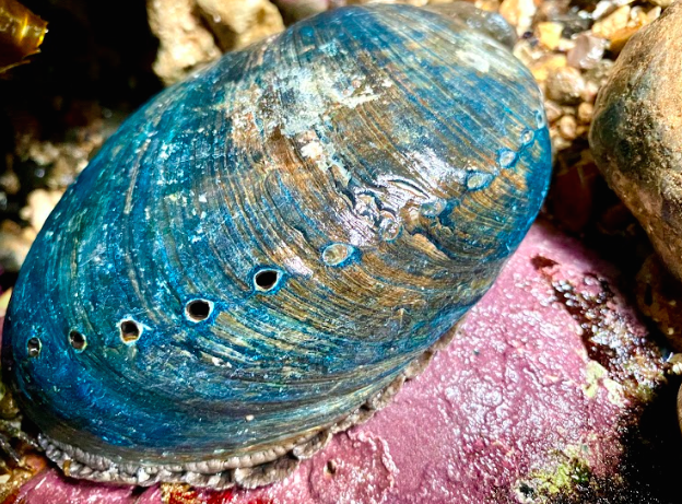 Uci abalone sale