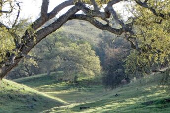 Killion_Oak-Woodland-1