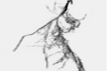 Laleian_StipaNegativeScan